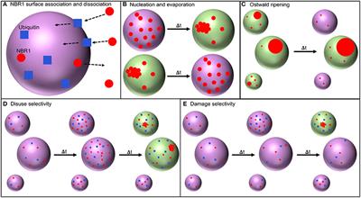 A Model of Autophagy Size Selectivity by Receptor Clustering on Peroxisomes